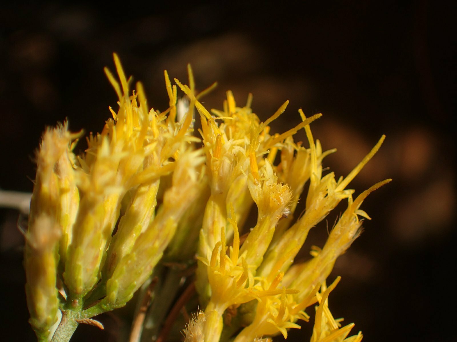 High Resolution Ericameria nauseosa Flower